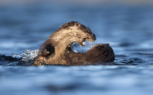 An unequal battle between crocodiles and otters