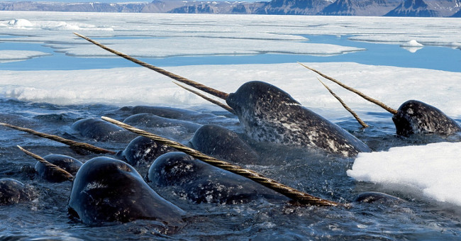 An unprecedented sight of the sea monster