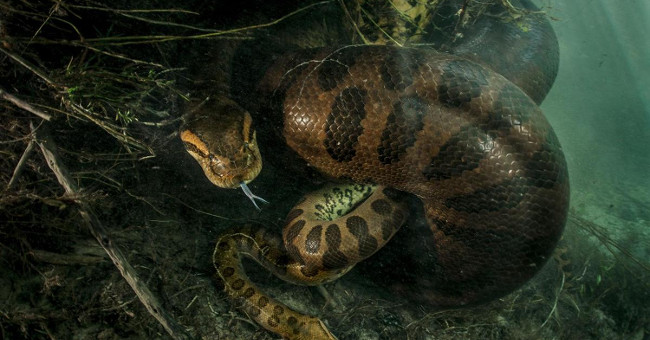 Anaconda pythons kill males after mating