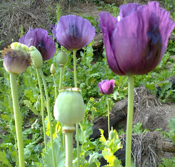 Analysis of anticancer agents in opium