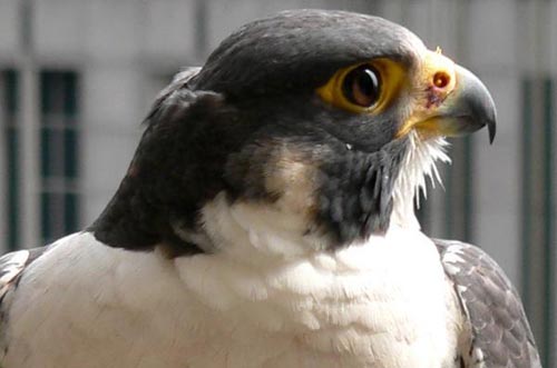 Analysis of the organism genome to re-establish the evolutionary tree