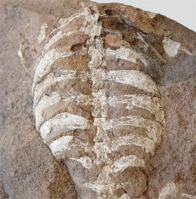 Ancestor fossil turtle