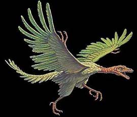 Ancestors of birds - Archeopteryx