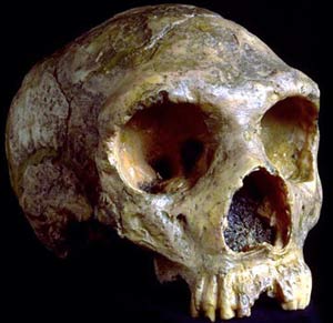 Ancestral ancestors