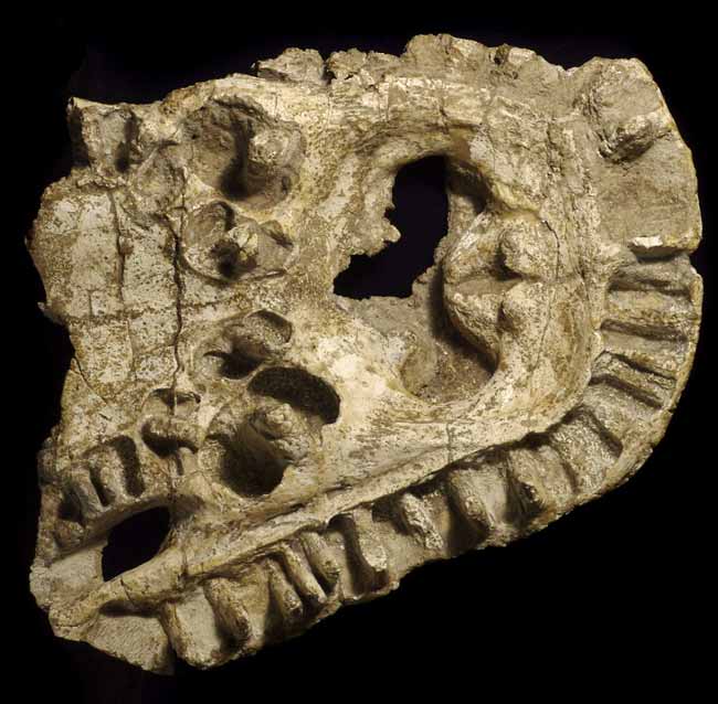 Ancient amphibians have large teeth