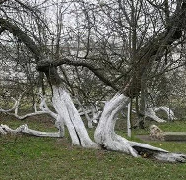 Ancient apple trees spread out with 10 football fields