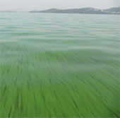 Ancient bacteria cause global danger to re-export and develop