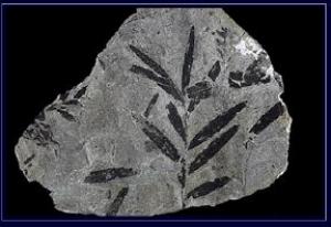 Ancient biodiversity disappears: Is global warming a cause?