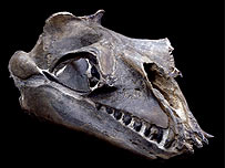 Ancient blue whales are not gentle
