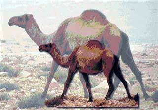 Ancient camels are as big as an elephant