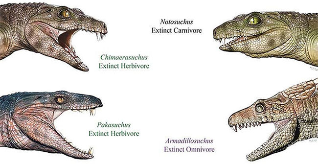 Ancient crocodiles are vegetarian animals