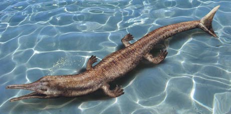 Ancient crocodiles swim like fish