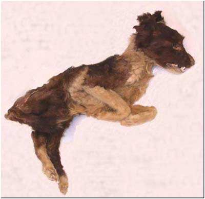 Ancient dogs play a role in bringing the deceased to the afterlife