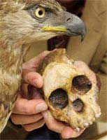 Ancient eagle eats people