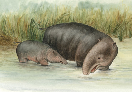 Ancient elephant ancestors lived under water