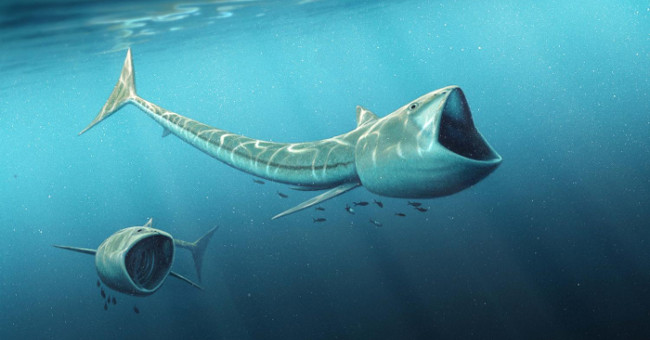 Ancient fish is half a meter long