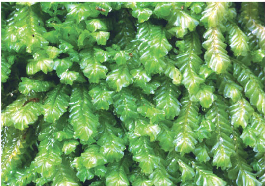 Ancient fossil plant species in the world