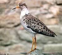Ancient fruiting birds