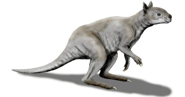 Ancient Kangaroo: Steel-hard jawbone that can split large trunk