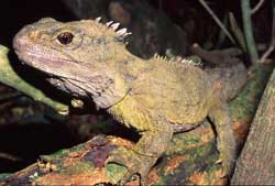 Ancient lizard - The salamander (Sphenodon punctatus)