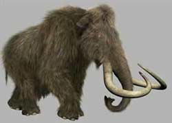 Ancient long-haired mammoths