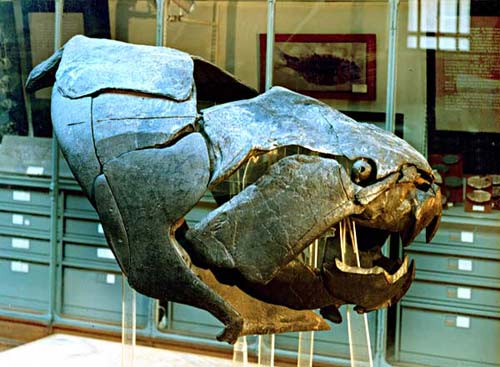 Ancient monsters chew on sharks