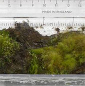 Ancient moss revival after 1,500 years of sleep