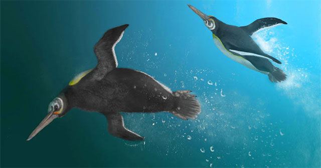 Ancient penguin discovered in New Zealand