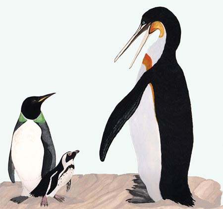 Ancient penguins used to live in hot countries