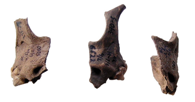 Ancient people eat dogs to turn into