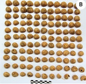 Ancient people eat snails from 30,000 years ago