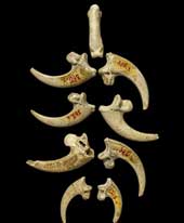 Ancient people know how to make jewelry from 130,000 years ago