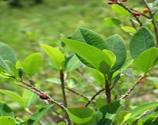Ancient Peruvian residents also have a custom of eating betel nuts.