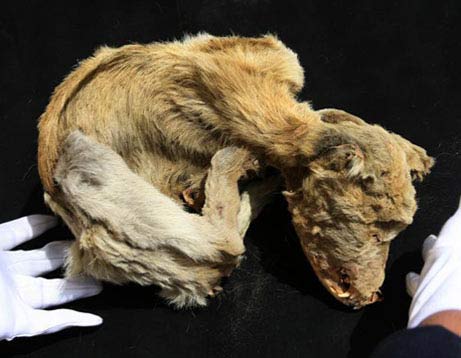 Ancient pet cemetery in Peru