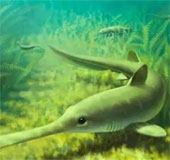 Ancient sharks migrate to lay eggs