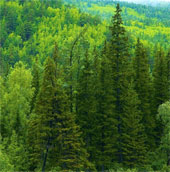 Ancient trees absorb more CO2 than young trees