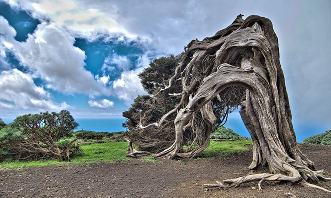 Ancient trees have unique and strange shapes all over the world
