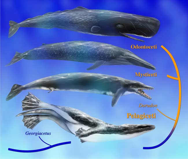 Ancient whales have legs