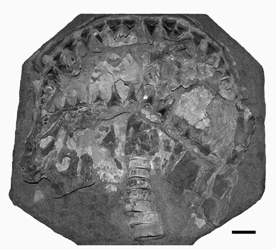 Ancient white sharks grow more slowly