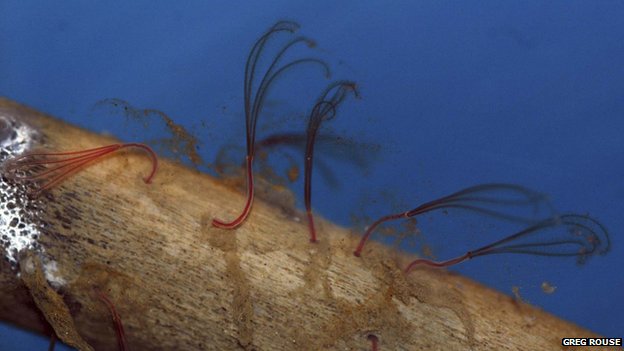 Ancient worms eat animal bones