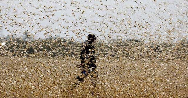 And yet corona virus, China has faced the 'pandemic' of locusts