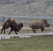 Angry camels chase the rhino to run out of smoke
