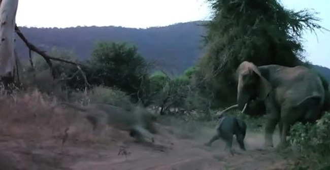 Angry mother elephants threaten lions to protect them