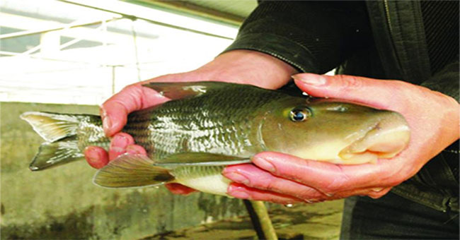 Anh Vu fish legend