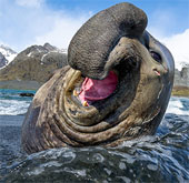 Animal beauty last week: Seals play with the waves