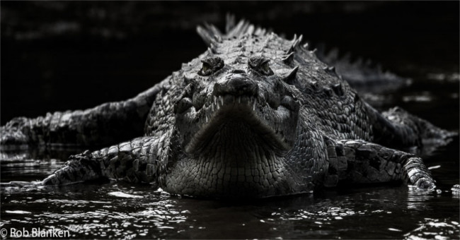 Animal feed to change crocodile gender?