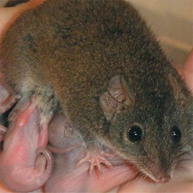 Animal fiends 'love' is crazy, intense to death