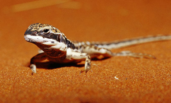 Animal image in the desert