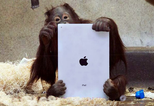 Animal intelligence