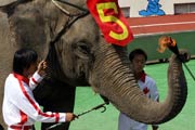 Animal Olympics in China